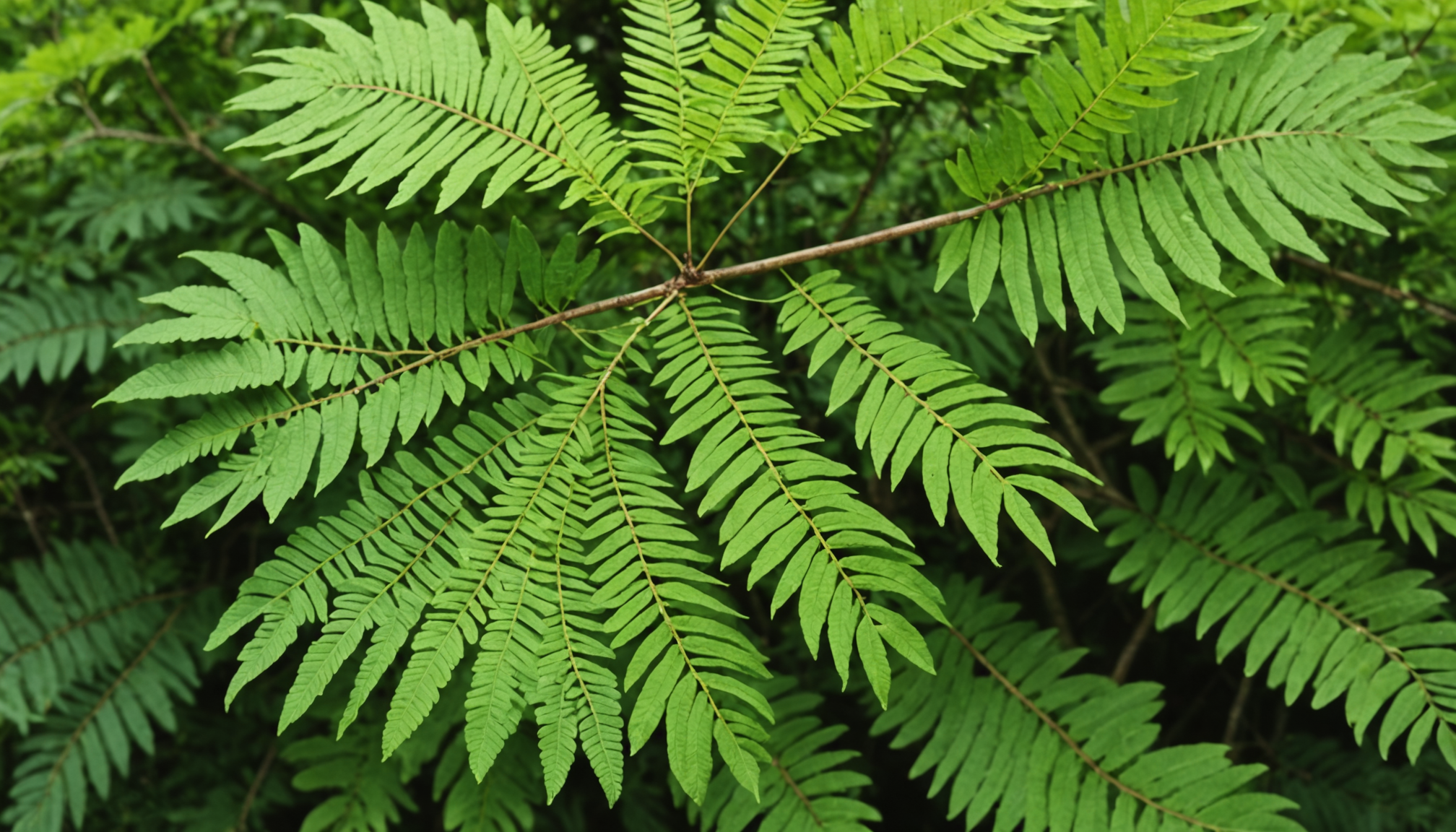 découvrez les inconvénients de l'albizia, de son entretien complexe aux risques qu'il peut entraîner dans votre jardin. apprenez à identifier les problèmes potentiels et à protéger votre espace extérieur en toute sérénité.