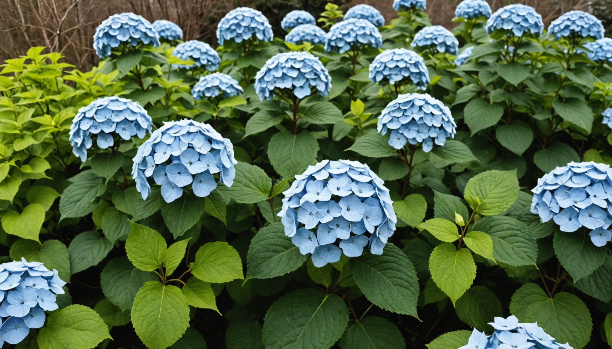 découvrez quand et comment tailler vos hortensias en hiver grâce à notre guide complet. conseils pratiques, astuces d’experts et étapes faciles pour obtenir une floraison abondante au printemps.